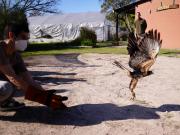 El rincón a pasos del microcentro donde salvan animales silvestres y los devuelven a la naturaleza