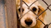 Atada y desnutrida: autoridades actúan contra la dueña de una mascota en Maracaibo por maltrato animal
