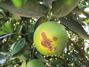Cítricos: informe sobre el manejo sanitario en la actual campaña