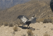 Recuperado, el cóndor Pampa Grande retoma vuelo en los cielos de Tupiza