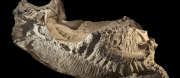 Dinosaurios “momia” revelan algo inesperado de su apariencia