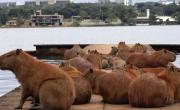 ¿Habilitan la castración química de carpinchos? Revocaron una cautelar que protegía capibaras en Nordelta
