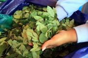 Bolivia defiende en Ginebra la reclasificación de la hoja de coca ante la OMS
