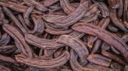 Algarroba: el reemplazo natural del chocolate que es especialmente beneficioso para la salud del intestino