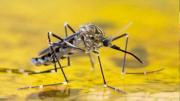 Encuentran por primera vez mosquitos en Islandia, último país libre de estos insectos