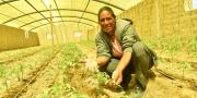 En el municipio de Chuquisaca entregan invernaderos con riego por goteo para producir tomates