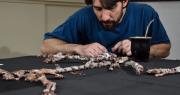 De la UNLP al mundo: los secretos de los paleontólogos que hallaron uno de los dinosaurios más antiguos