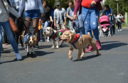 En promedio, cada hogar del municipio de La Paz tiene dos mascotas