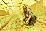 En el municipio de Chuquisaca entregan invernaderos con riego por goteo para producir tomates