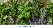 Las 5 plantas aromáticas que mantendrán tu casa perfumada y libre de mosquitos