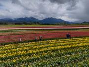 El mosquetal que se convirtió en un campo de 4 millones de tulipanes en Trevelin: el pueblo que despierta en colores