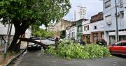 El impacto de la tormenta en La Plata y la región: árboles caídos, cortes de luz y calles anegadas