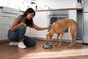 Dieta de gatos y perros debe basarse 50 % en proteína: conozca los alimentos contraindicados