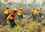 Incendios forestales solo afectaron 300.000 hectáreas, cuando en 2024 la cifra superaba los 8 millones de hectáreas