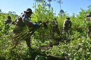 Gobierno: Sin la DEA, en Bolivia incautaron 1467 toneladas de droga y 1,624 toneladas de marihuana