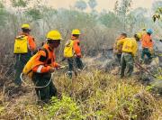 Incendios forestales afectaron 300.000 hectáreas del país