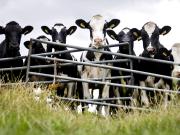 Accidente fatal: una jubilada murió tras ser pisoteada por vacas