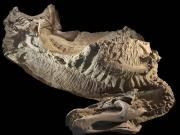 Investigadores desenterraron espeluznantes momias de dinosaurios