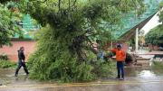 Siete árboles caídos y barrios inundados tras intensa lluvia en Santa Cruz de la Sierra