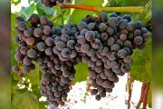 Bolivia conmemorará el 10 de noviembre el día de la variedad de uva Tannat Boliviano