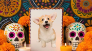 Altares que ladran y maúllan: las mascotas también tienen su Día de Muertos en México