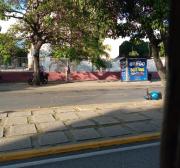 Murió abuela arrollada en avenida Bolívar Este