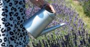 Ni a diario ni cada tres días: cada cuánto hay que regar la planta de lavanda para que estalle de flores