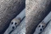 VIRAL: Zoe, la cachorrita que quedó atrapada entre enormes piedras en California y fue rescatada