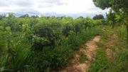 Cambio climático pone en riesgo 1,5 millones de toneladas de uva en Tarija