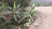 “Nos taparon los cultivos con piedra y tierra”: Productores denuncian avasallamiento minero en Guanay