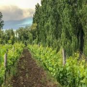 Bodega Miras: un terroir que late con Mainqué