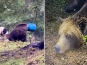 Video: El desesperado intento de una osa por liberar su cabeza de un barril y el emocionante final