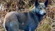 Los perros azules de Chernóbyl: el enigma que ni la ciencia logra descifrar