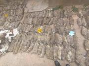 Encuentran en Oruro más de 500 cadáveres de vizcachas y 89 sullus de llama en una vivienda