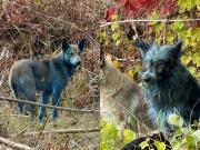 Perros azules en Chernobyl: descubren animales con un increíble pelaje en la zona de exclusión