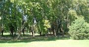 Proponen prohibir por ordenanza en La Plata la plantación de plátanos