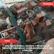 Maltrato animal: Negrito y Princesa en medio del abandono vivían encerrados y sin atención