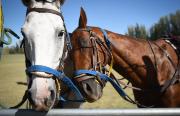 Así es La Sarita Polo Club: un espacio donde el polo se vive con pasión, familia y amistad