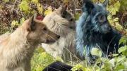 Chernobyl: especialistas investigan la extraña aparición de perros con pelaje azul