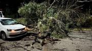Susto por la caída de un árbol sobre un auto en Quilmes