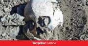 Encuentran un cráneo humano en zona rural de Las Heras