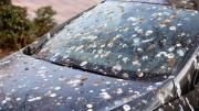 Sin arruinar la pintura: cómo limpiar el excremento de pájaros del auto con dos ingredientes