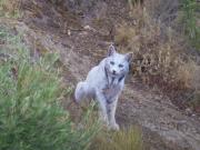 Por primera vez en la historia logran filmar a un lince ibérico de color blanco no albino