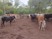 Ganaderos de Tarija llaman a reunión urgente ante especulación en el precio de la carne