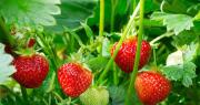 Noviembre, el mes ideal para sembrar estas 3 plantas y llenar tu patio de verano de frutas en 2026