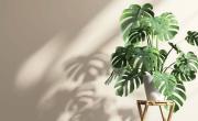 Si tu monstera está triste, estos trucos son para vos: qué necesita esta planta para estar reluciente