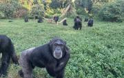 Los científicos dan un paso más y sugieren que los chimpancés son pensadores racionales