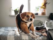 Tu perro se estira con frecuencia: qué revela este gesto, según un experto