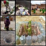 Día Mundial del Árbol: Frágiles hojas que sostienen nuestras vidas