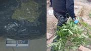 En un allanamiento por amenazas, la Policía dio con más de un kilo de marihuana y casi 40 plantas